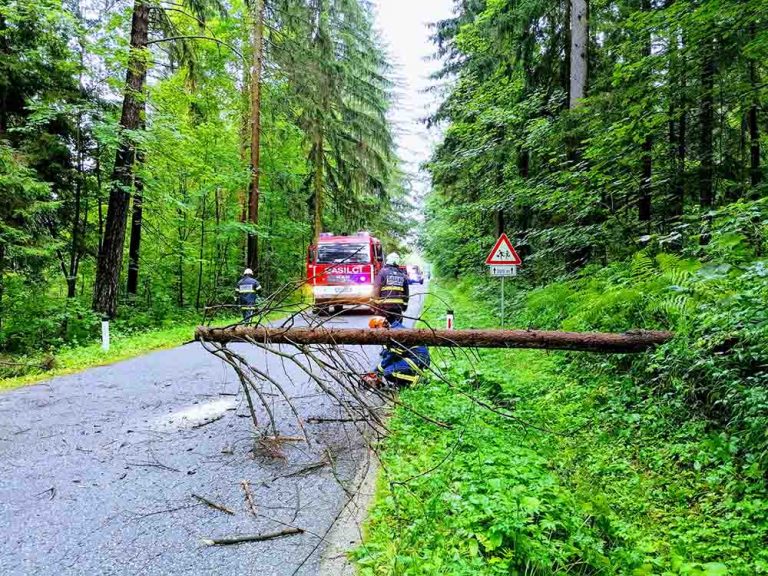 Podrto drevo v Mislinjski Dobravi