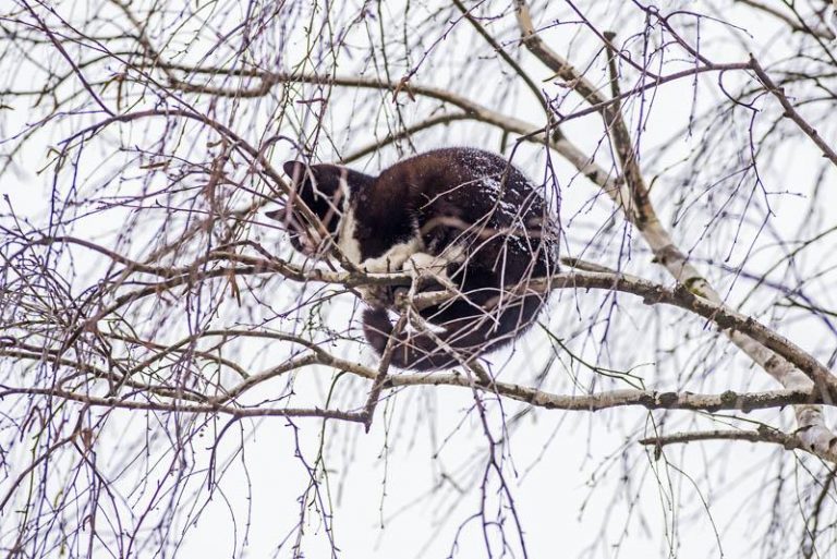 1 2020 resevanje muce